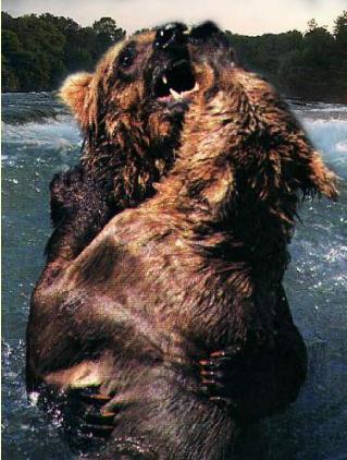 grizzlybearsfightinga